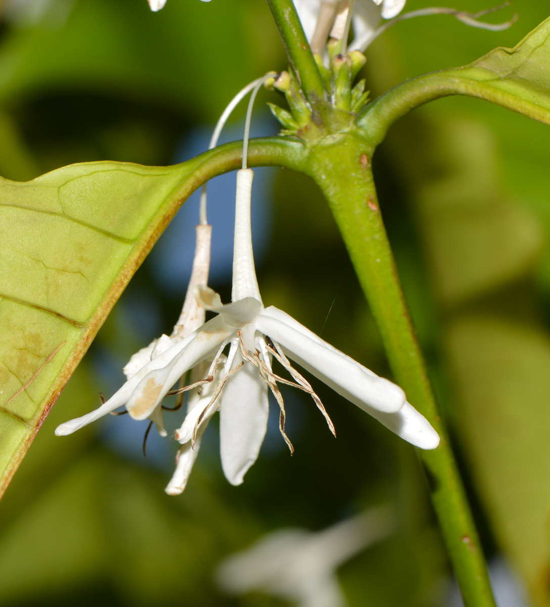 Image of Coffea arabica specimen.
