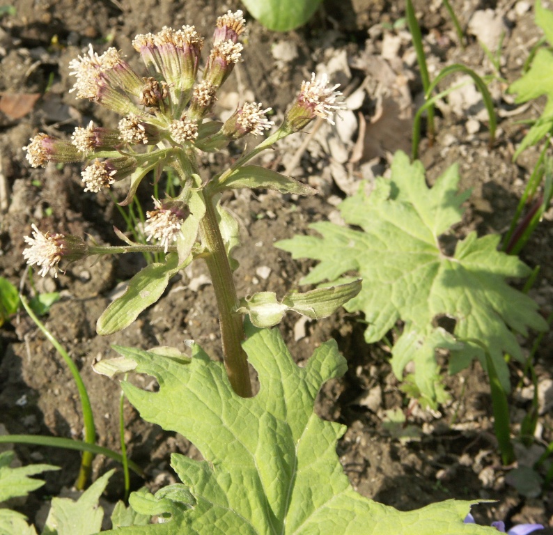 Image of Petasites tatewakianus specimen.