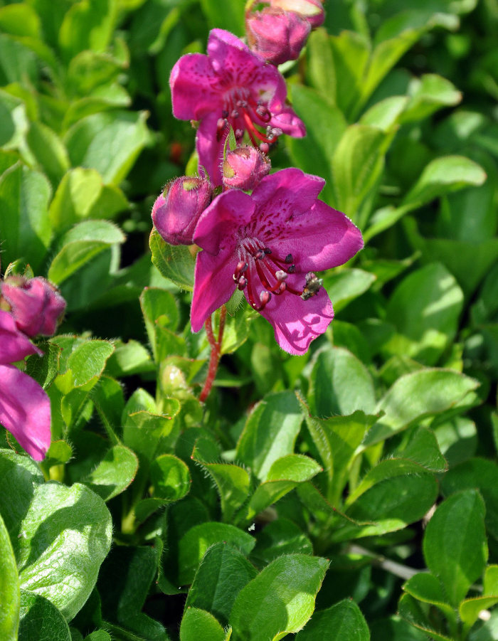 Image of Rhododendron camtschaticum specimen.