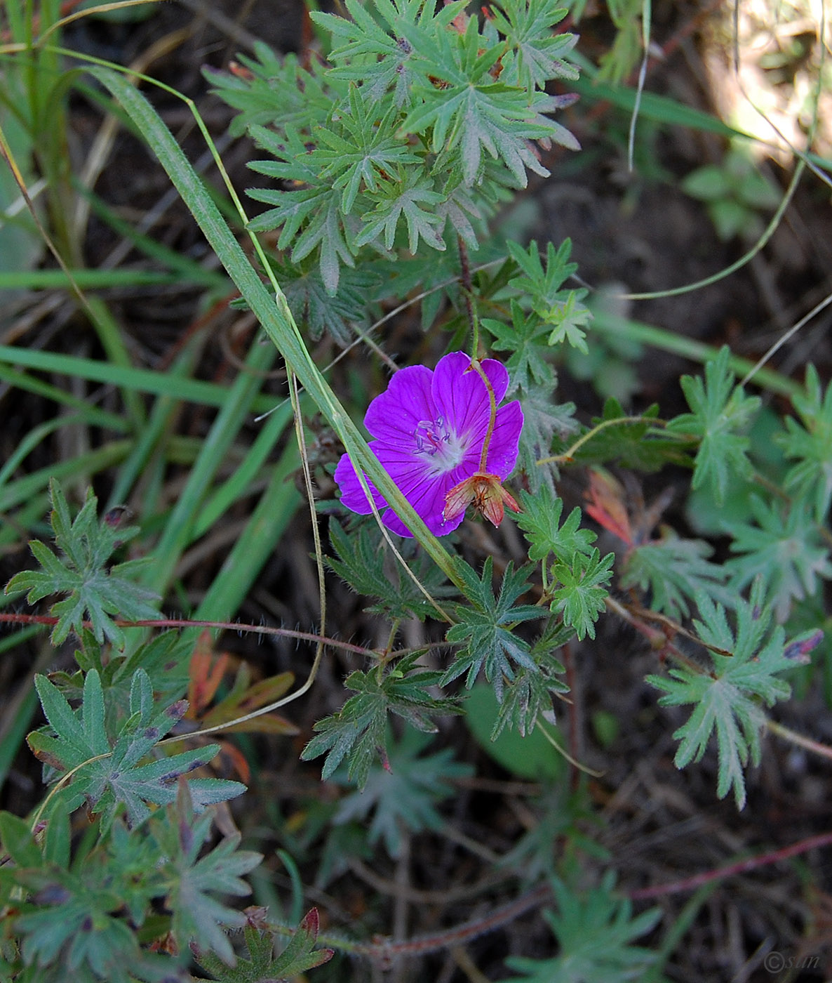 Изображение особи Geranium sanguineum.