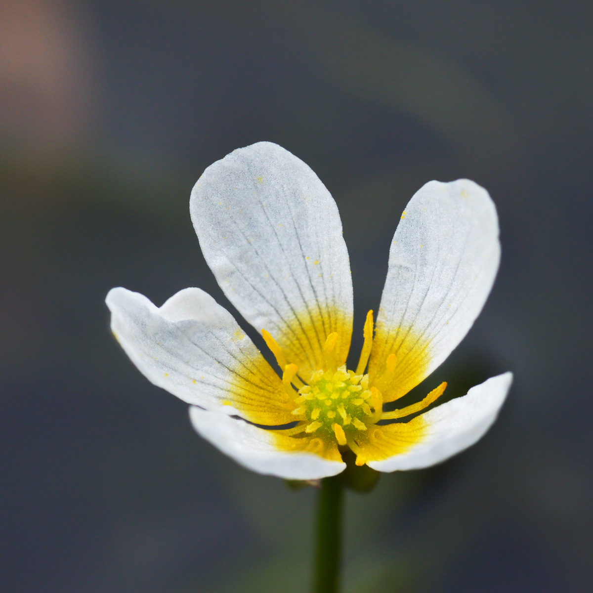 Image of genus Batrachium specimen.