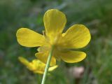 Ranunculus japonicus. Верхушка побега с цветком (вид со стороны чашелистников). Амурская обл., Бурейский р-н, окр. с. Виноградовка, дорога в дубовом лесу, зарастающая травой. 28.07.2016.