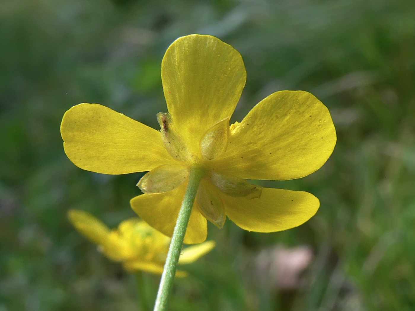 Изображение особи Ranunculus japonicus.