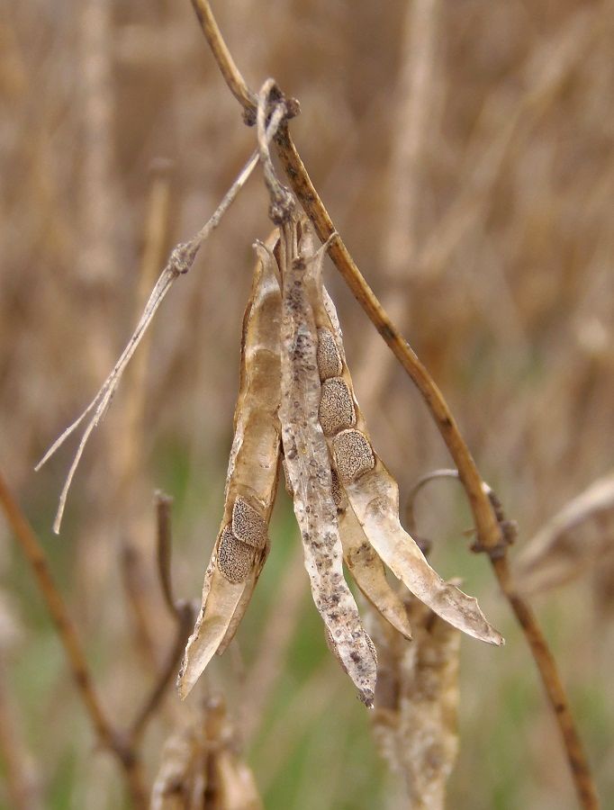 Image of Zygophyllum fabago specimen.