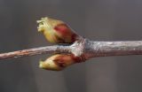 Viburnum opulus. Часть побега с проснувшимися почками. Костромская обл., г. Кострома, долина р. Солонка. 24.04.2017.