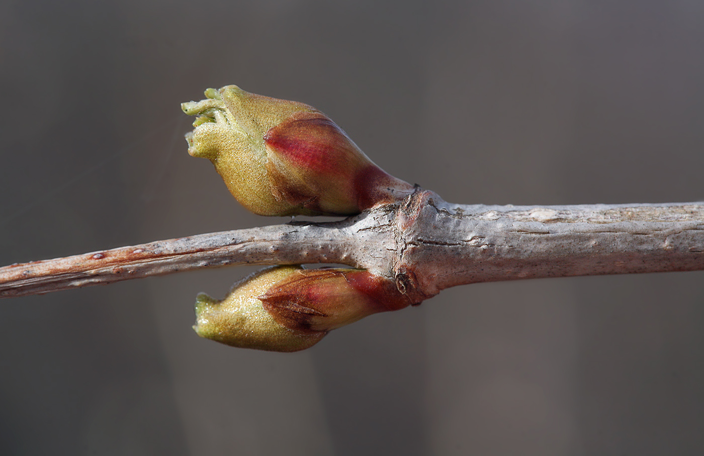 Изображение особи Viburnum opulus.