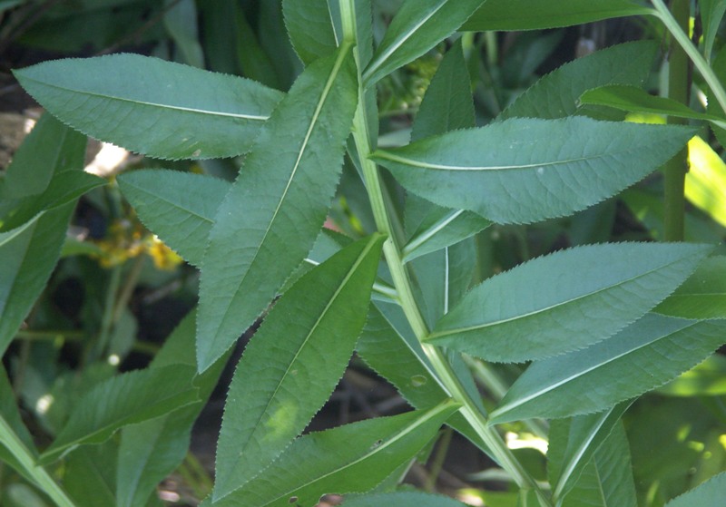 Изображение особи Senecio sarracenicus.