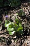 Hepatica nobilis