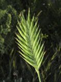 Agropyron pinifolium. Соцветие в бутонах. Краснодарский край, м/о г. Новороссийск, гора Колдун, обрывистый приморский склон. 6 мая 2017 г.