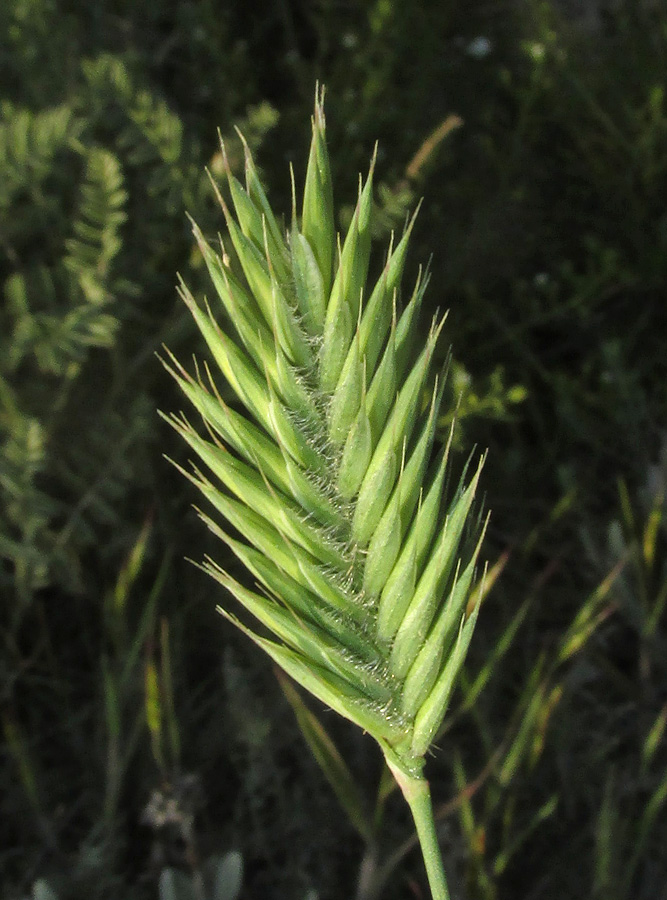 Изображение особи Agropyron pinifolium.