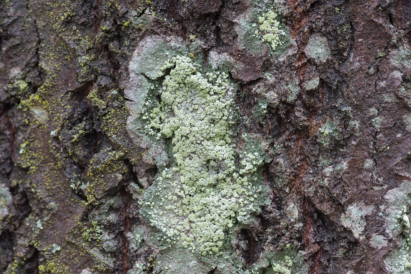 Image of genus Lepraria specimen.