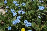 Myosotis alpestris