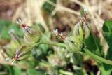 Garhadiolus papposus. Соплодия. Узбекистан, г. Ташкент, оплывший лёссовый холм; остатки исторического памятника \"Актепа Чиланзар\". 28.05.2017.