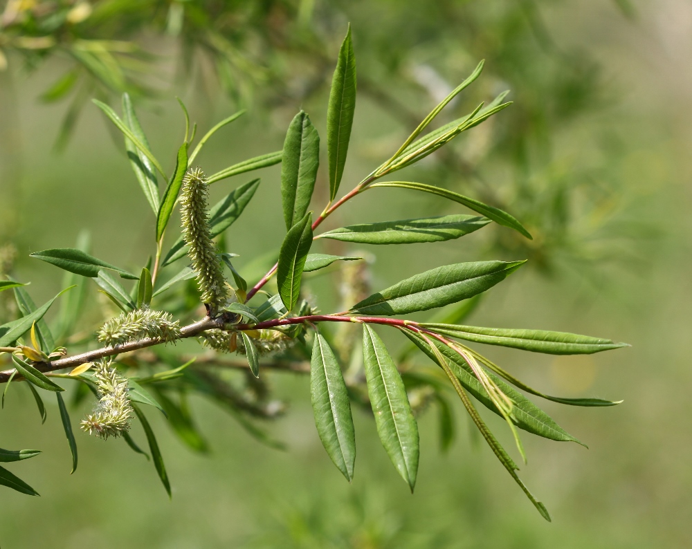 Изображение особи Salix siuzewii.