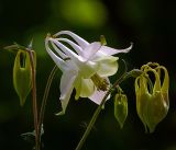 Aquilegia vulgaris