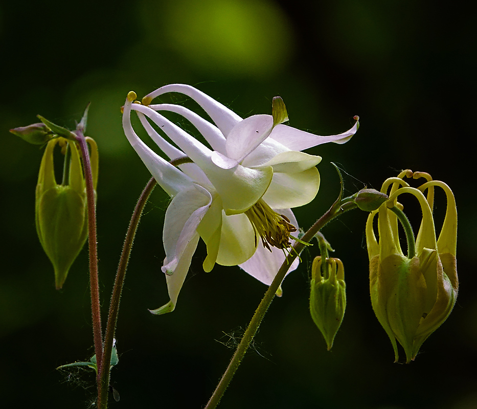 Изображение особи Aquilegia vulgaris.