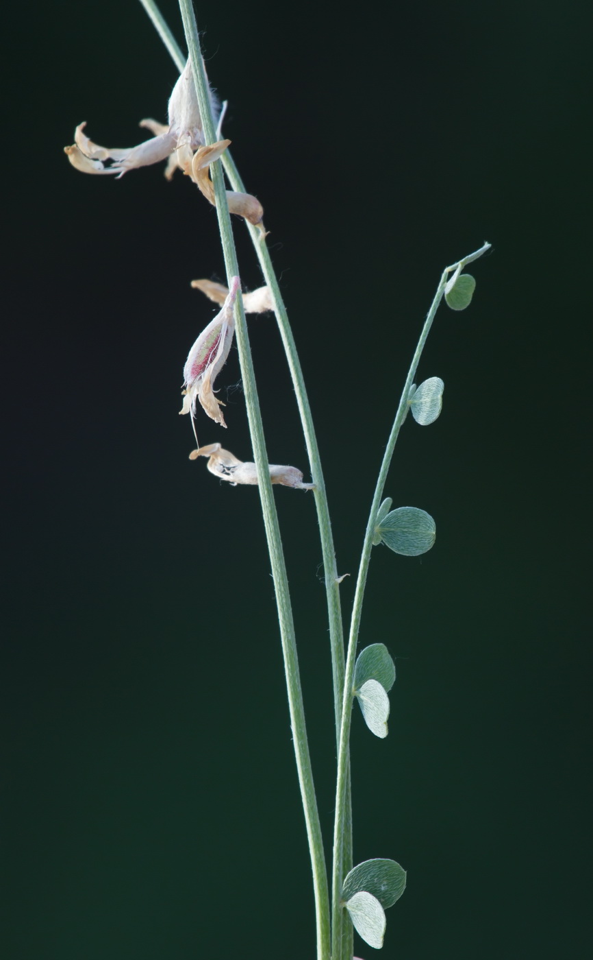 Изображение особи Astragalus namanganicus.