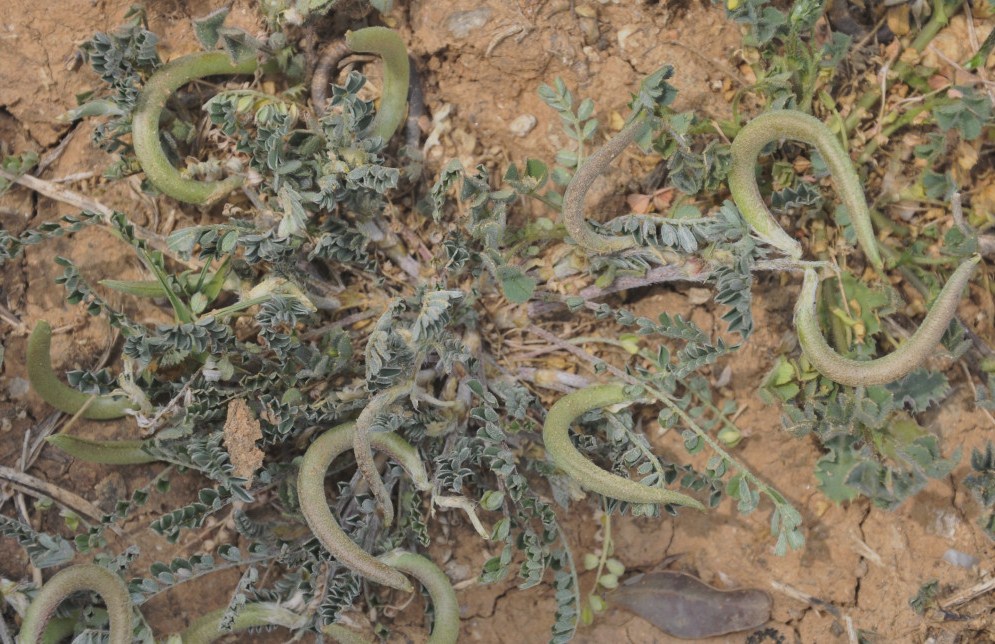 Image of Astragalus hamosus specimen.