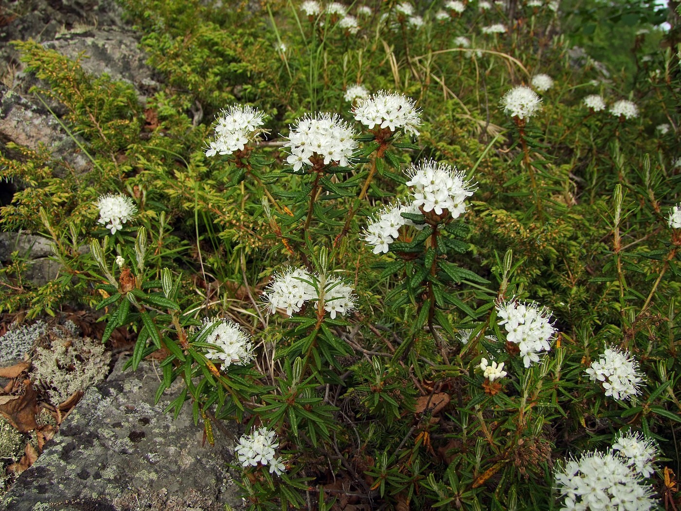 Image of Ledum decumbens specimen.