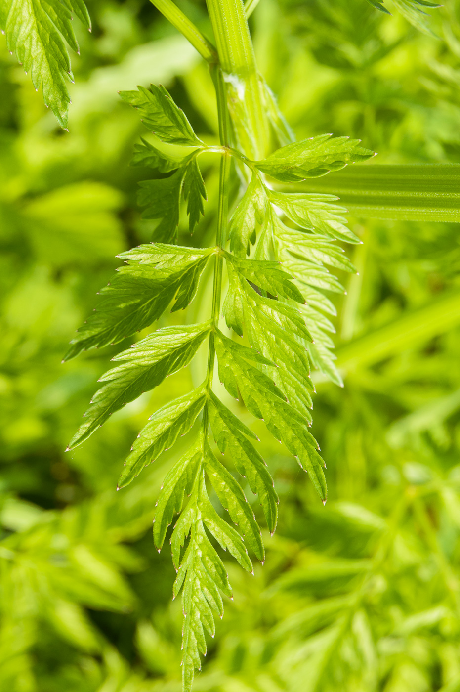 Изображение особи Anthriscus sylvestris.