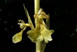 Image of taxon representative. Author is Николай Степанов
