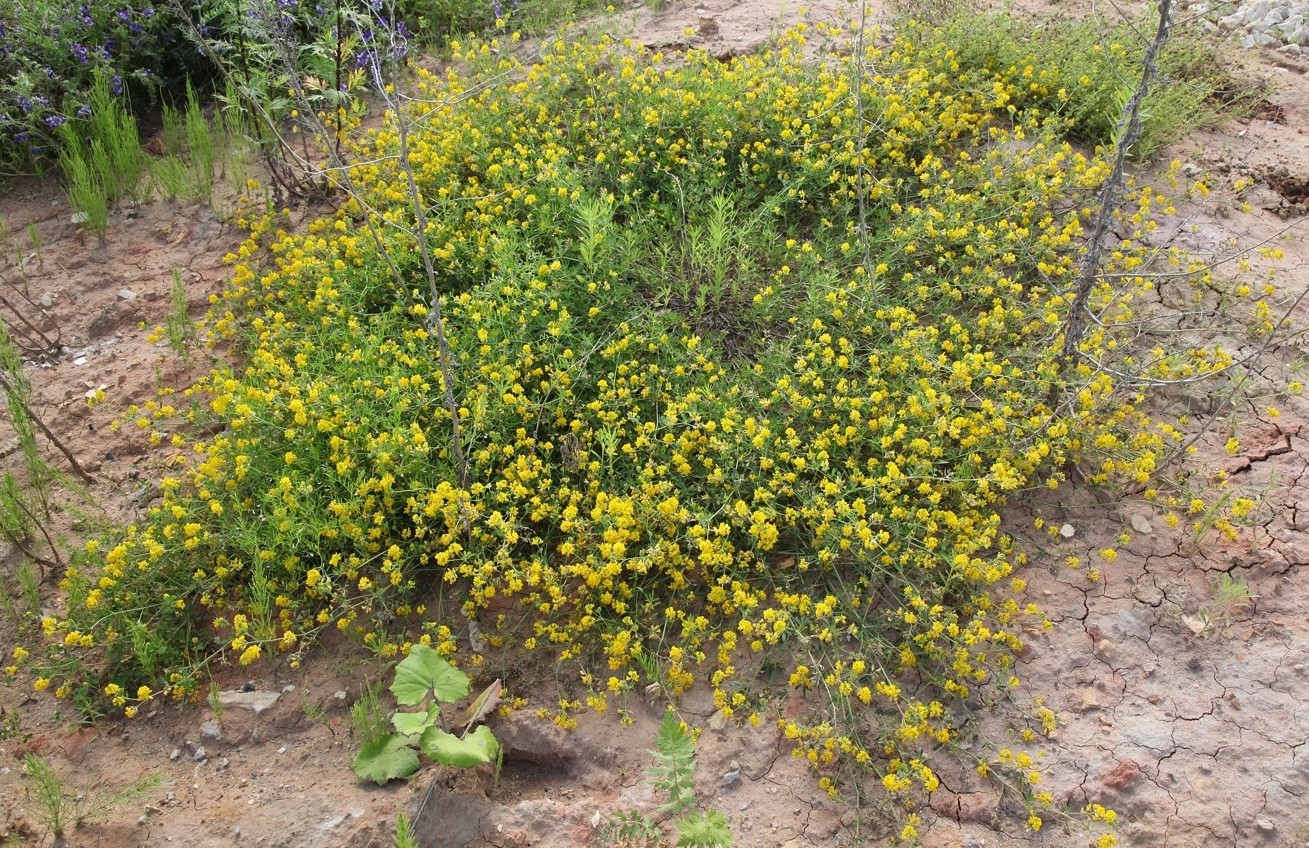 Изображение особи Medicago falcata.