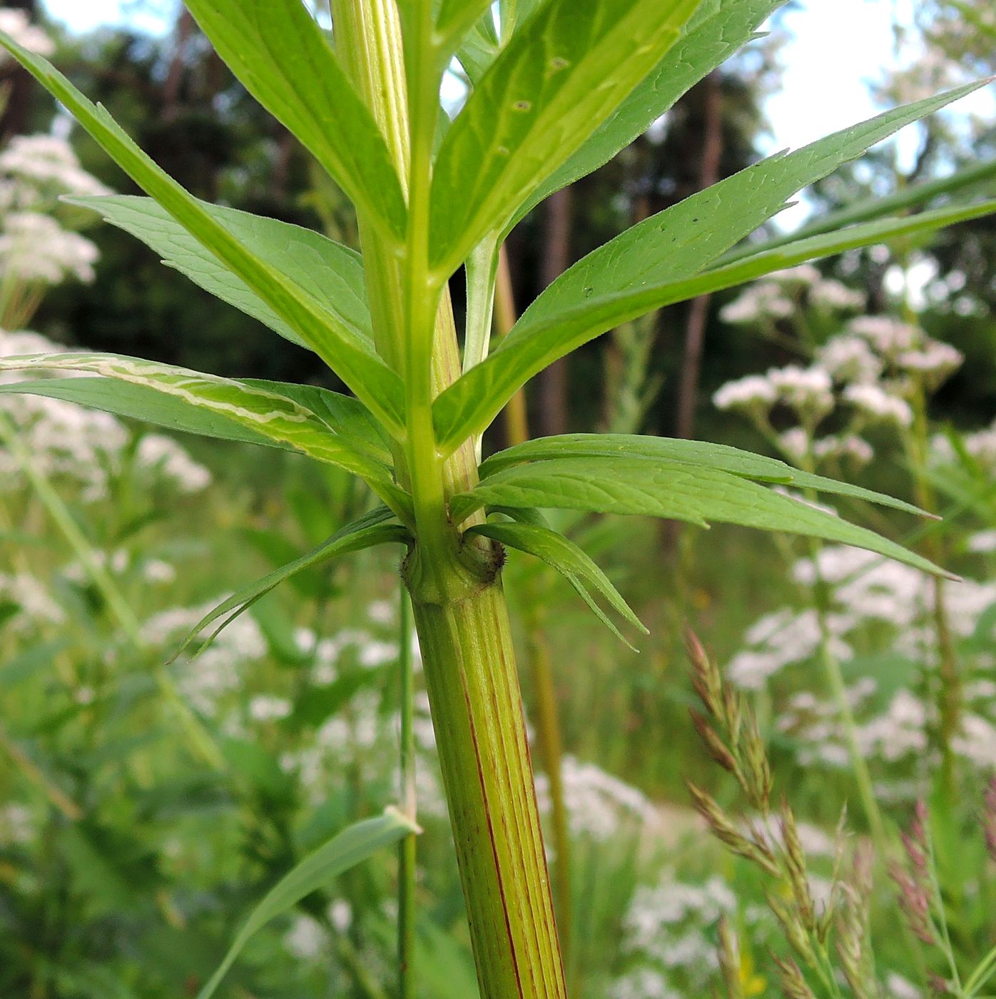 Image of Valeriana officinalis specimen.