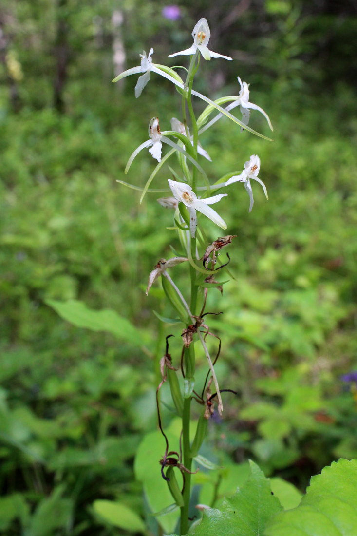 Изображение особи Platanthera bifolia.