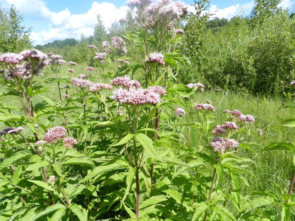 Изображение особи Eupatorium cannabinum.