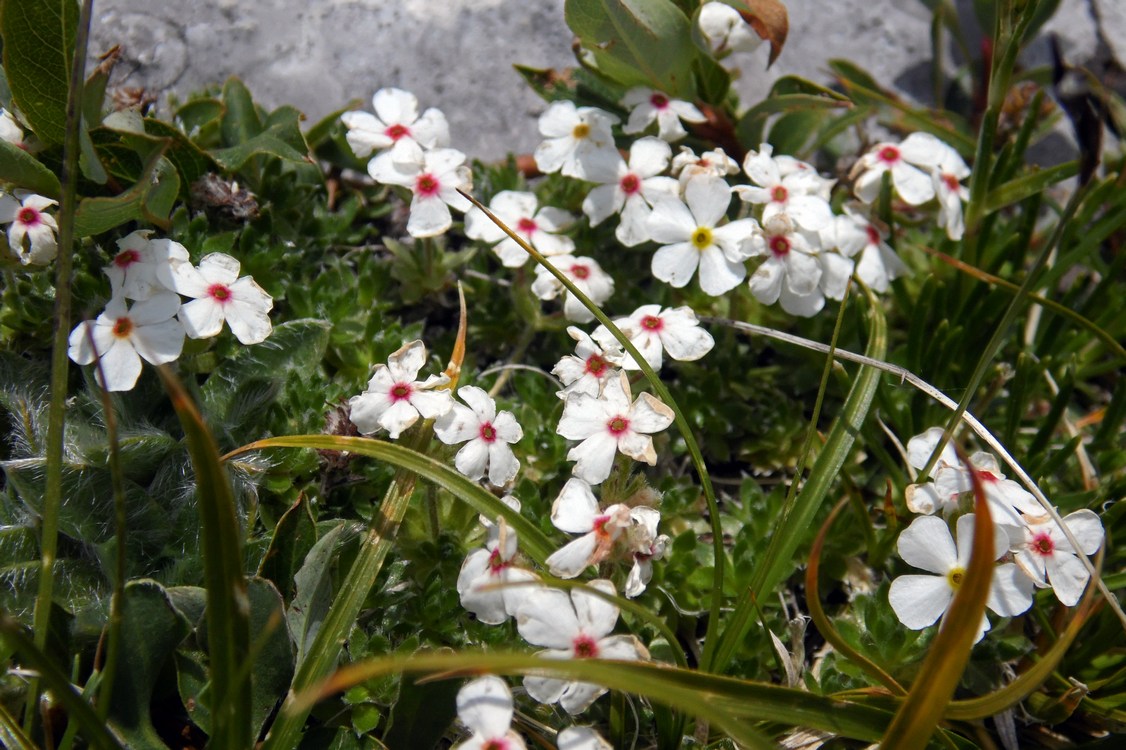 Image of Androsace villosa specimen.