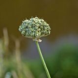 Allium strictum. Незрелое соплодие. Пермский край, Кунгурский р-н, правый берег р. Шаква ниже с. Тарнабаево, вершина Шлюпинского камня. 05 августа 2017 г.