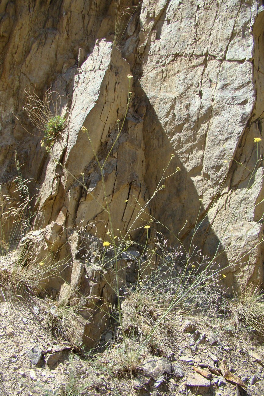 Image of Seseli giganteum specimen.