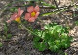 Oxalis obtusa