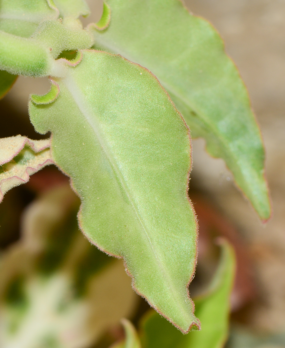 Изображение особи Euphorbia tithymaloides.