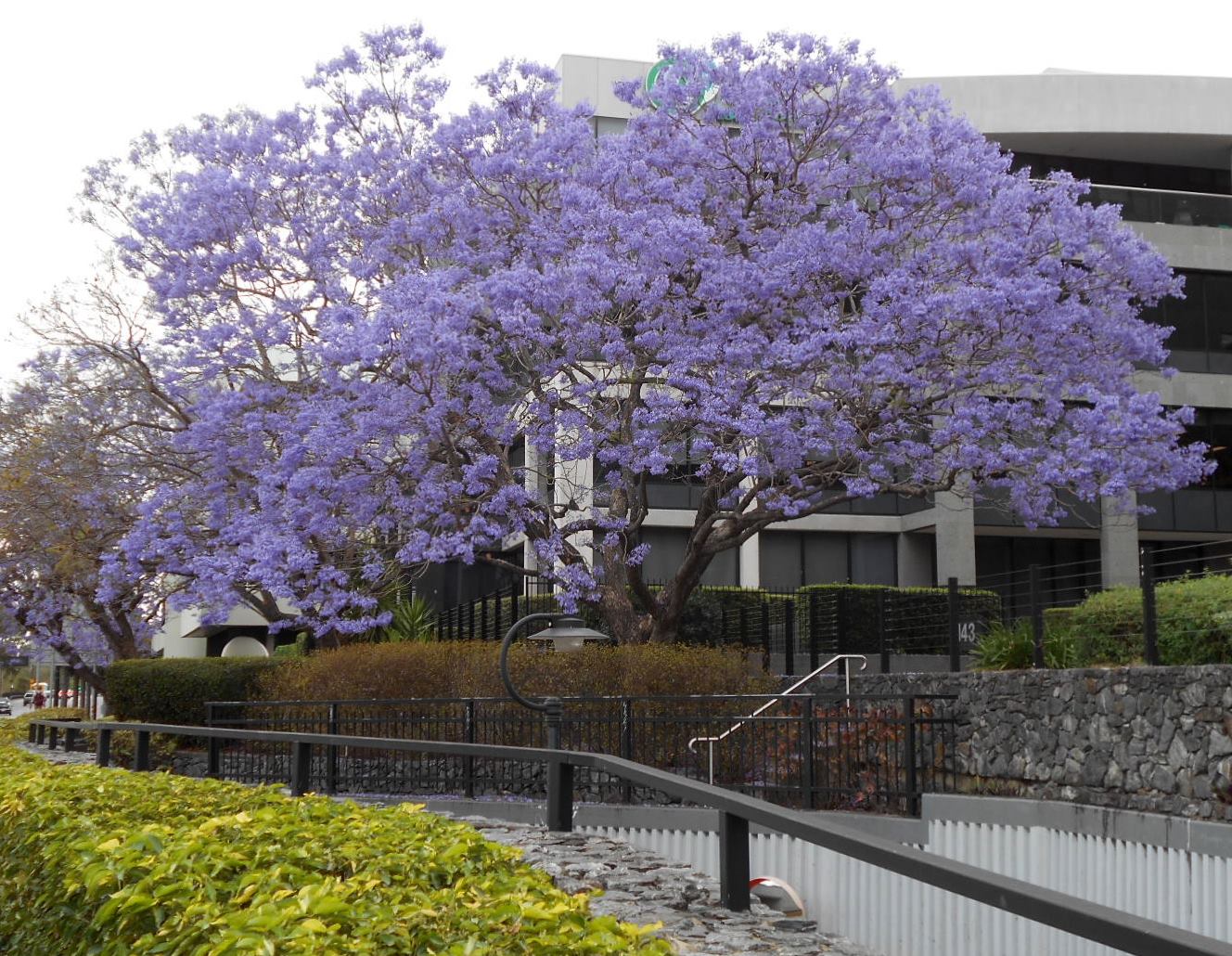 Image of Jacaranda mimosifolia specimen.