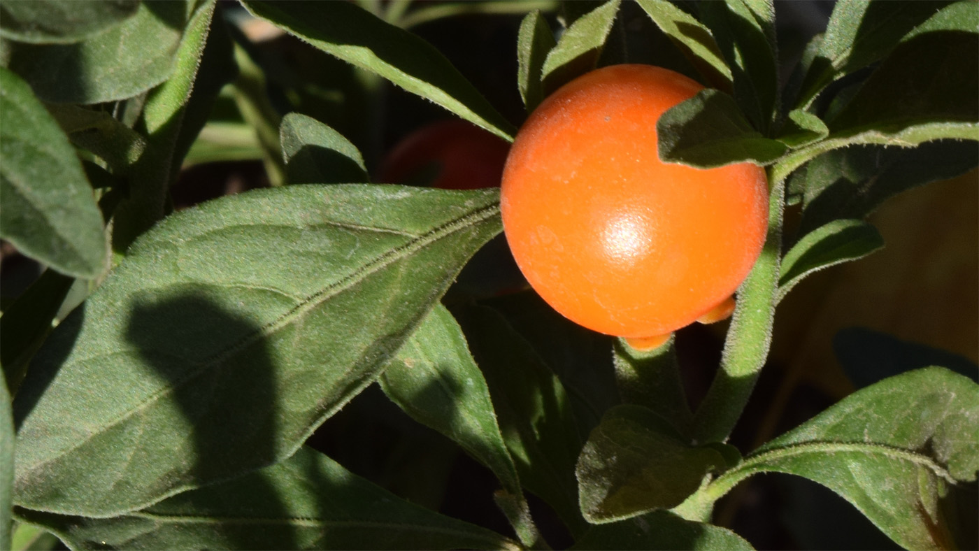 Image of Solanum pseudocapsicum specimen.