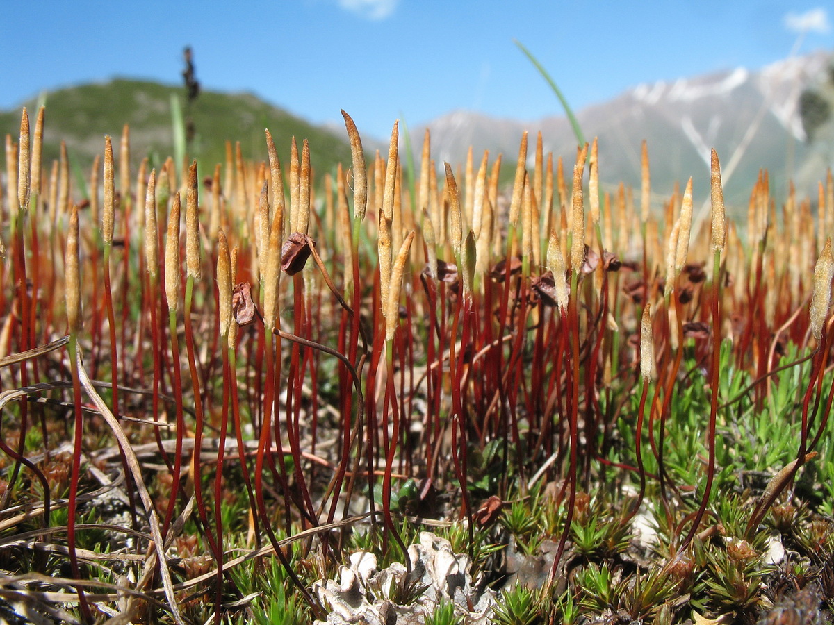 Image of Polytrichum juniperinum specimen.