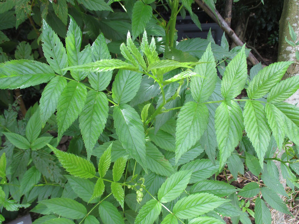 Image of Rubus probus specimen.