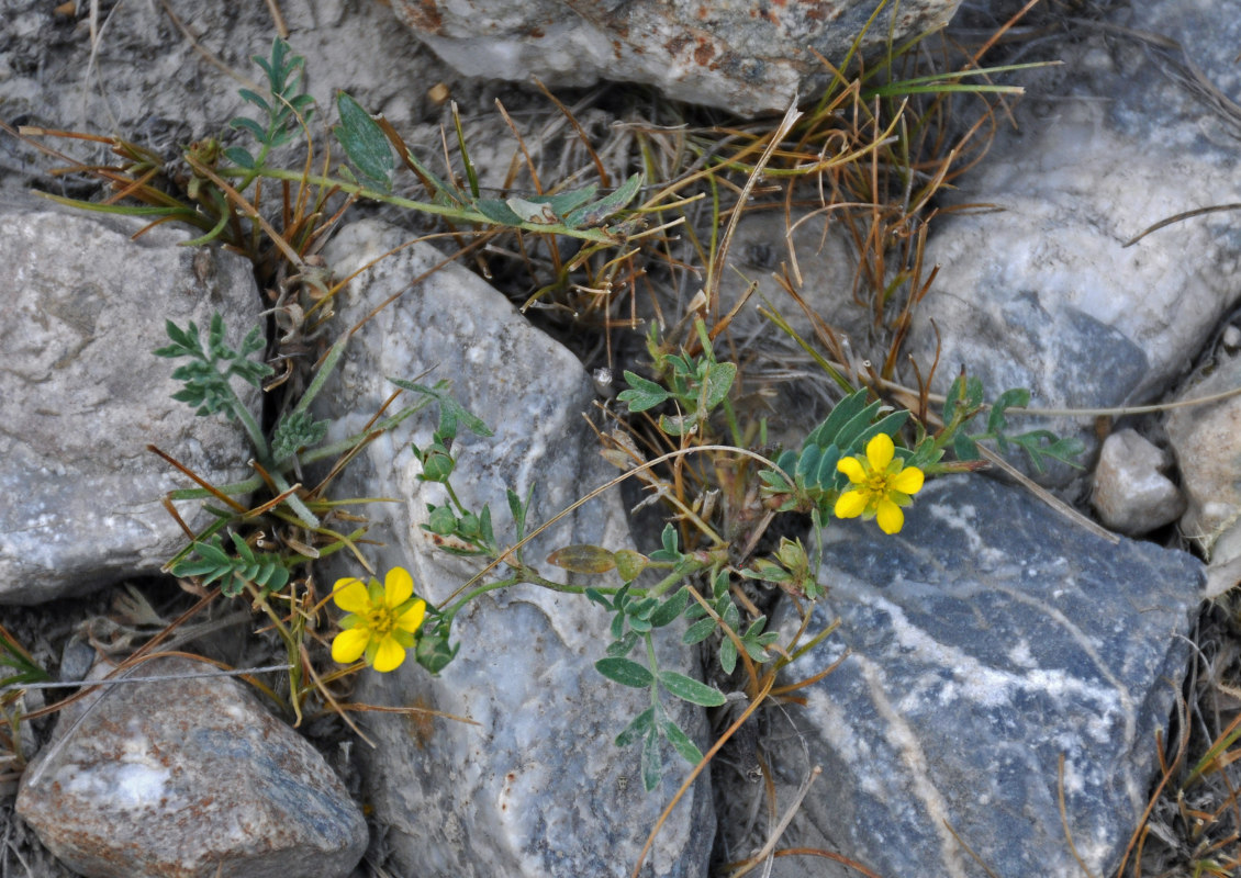 Image of Potentilla orientalis specimen.