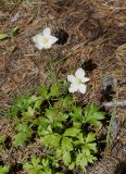 Anemone sylvestris