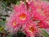 Corymbia ficifolia. Цветки с обильным нектаром. Австралия, г. Брисбен, ботанический сад. 10.12.2017.