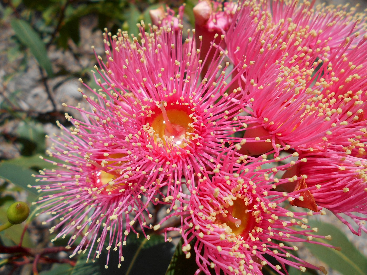 Image of Corymbia ficifolia specimen.