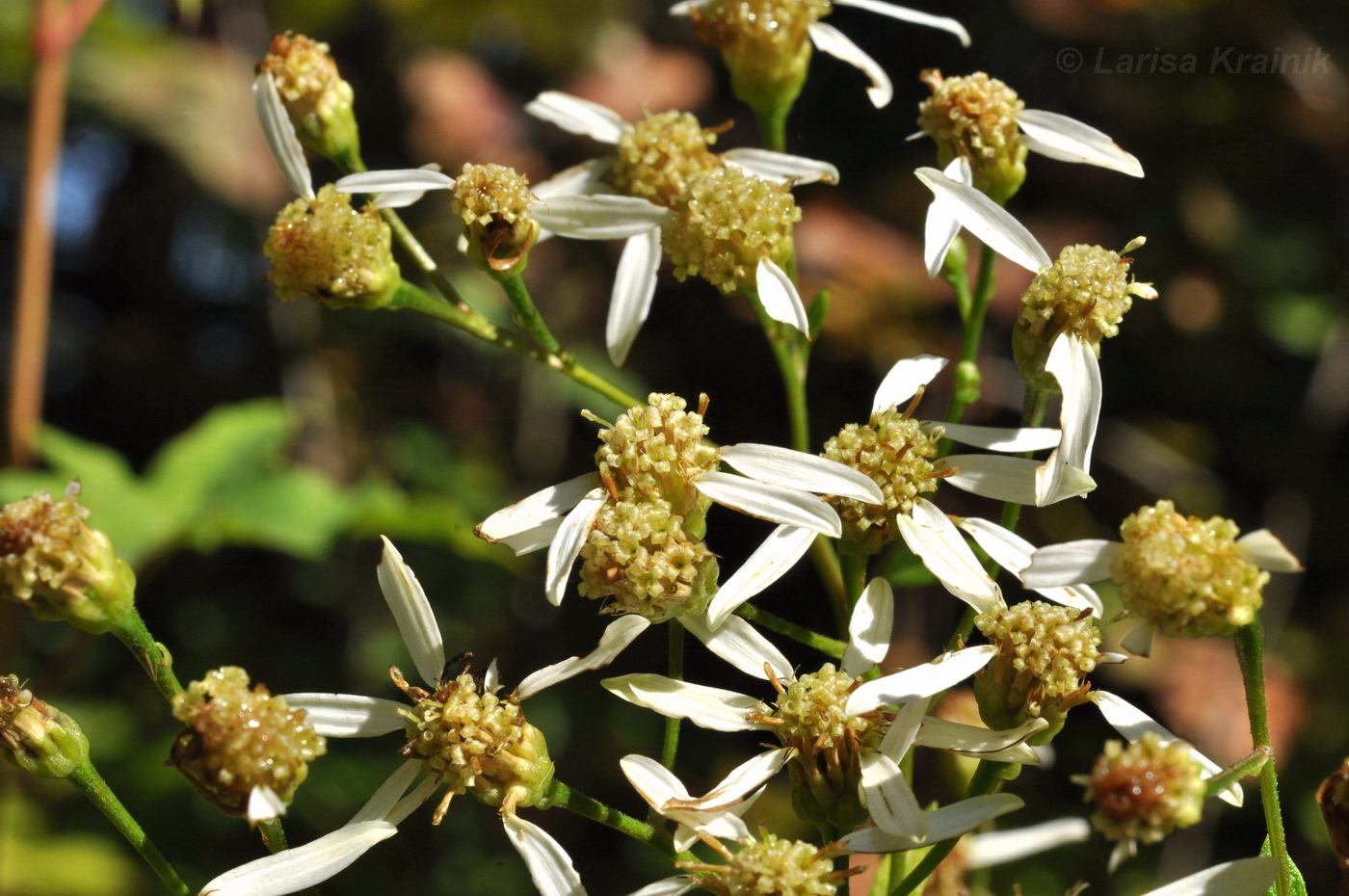 Изображение особи Doellingeria scabra.