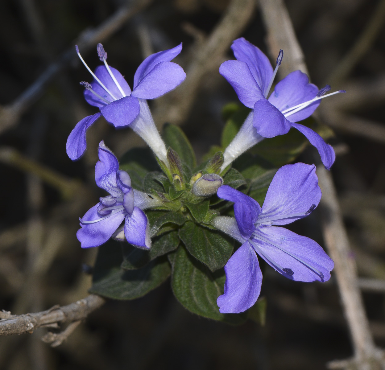 Image of Barleria obtusa specimen.