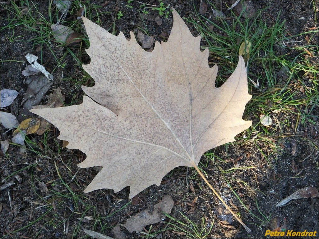 Image of Platanus × acerifolia specimen.