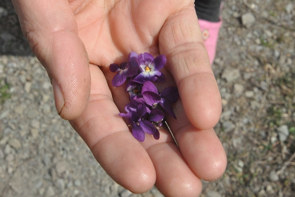 Image of genus Viola specimen.
