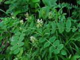 Astragalus glycyphyllos. Верхушка цветущего растения. Адыгея, хребет Уна-Коз, ≈ 1000 м н.у.м., опушка широколиственного леса. 02.07.2017.