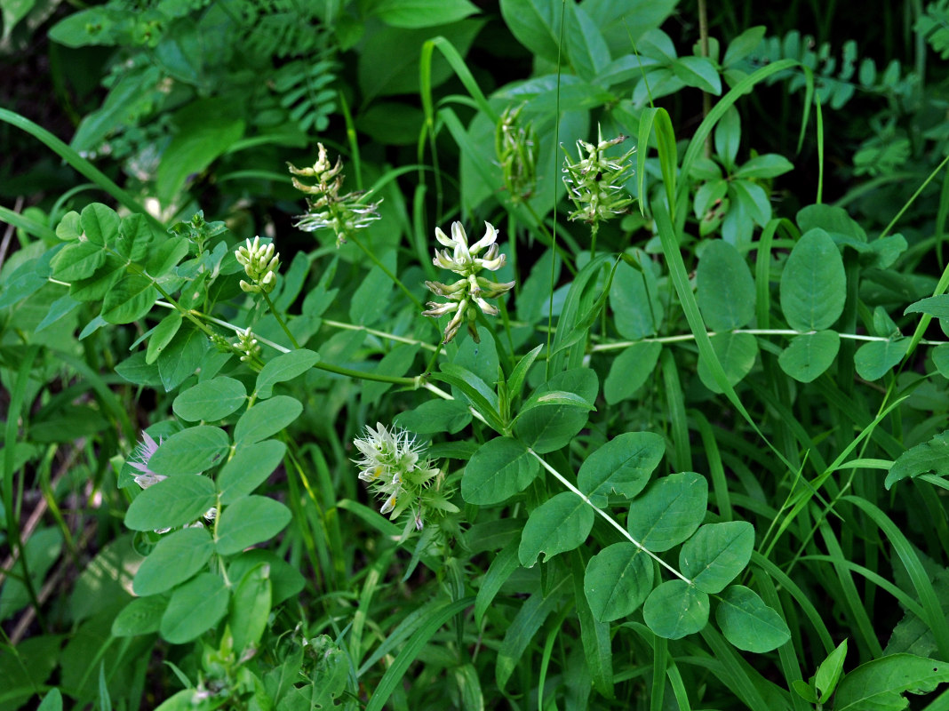 Изображение особи Astragalus glycyphyllos.