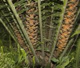 Dioon spinulosum. Нижняя часть растения с микростробилами. Израиль, Шарон, г. Тель-Авив, ботанический сад тропических растений. 07.02.2018.