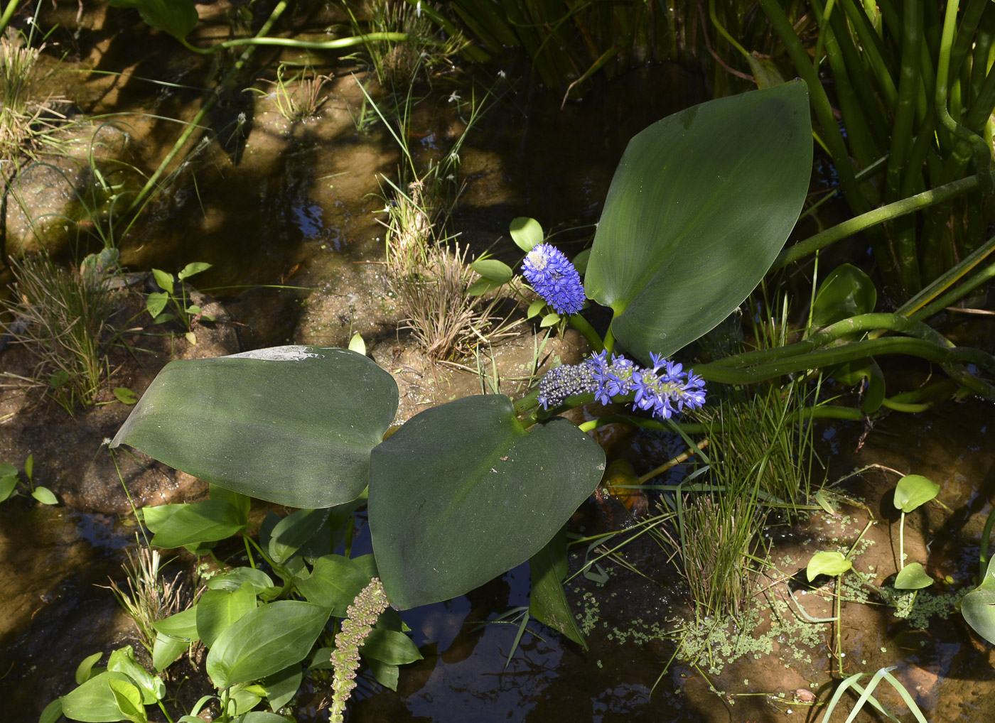 Изображение особи Pontederia cordata.